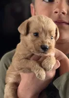 HARPER, a female Labradoodle for sale in Shelbina, MO – Photo 2 of 2