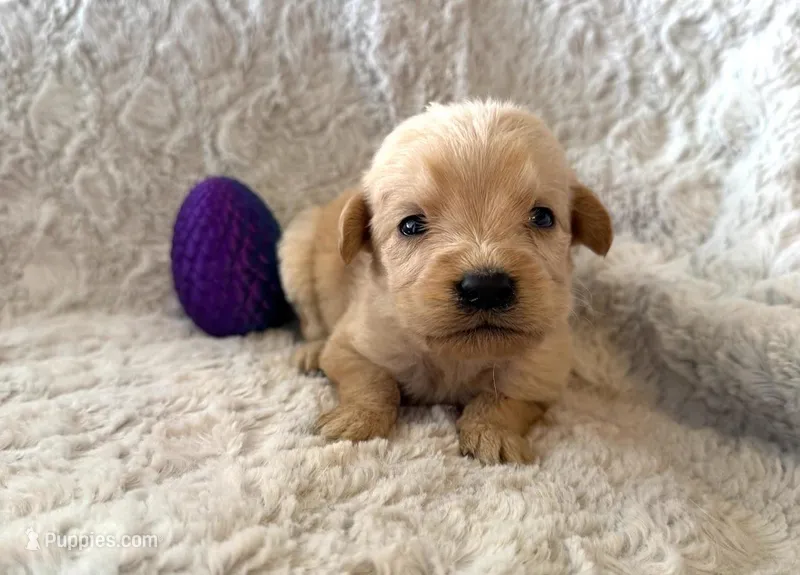 HARPER – Labradoodle puppy for sale in Shelbina, MO