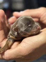 TAYLOR - GIRL, a female Yorkshire Terrier for sale in Shelbina, MO – 1 of 1
