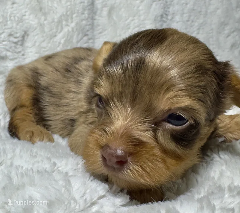 BOOMER - BOY – Yorkshire Terrier puppy for sale in Shelbina, MO