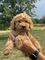 Purple F1B Girl, a female Miniature Goldendoodle for sale in Shelbina, MO – 3 of 6
