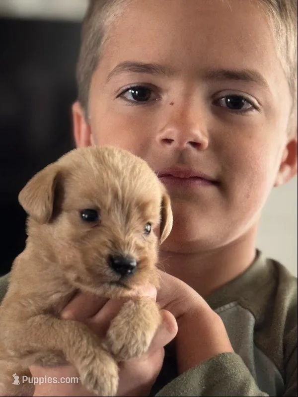 WILLOW – Labradoodle puppy for sale in Shelbina, MO