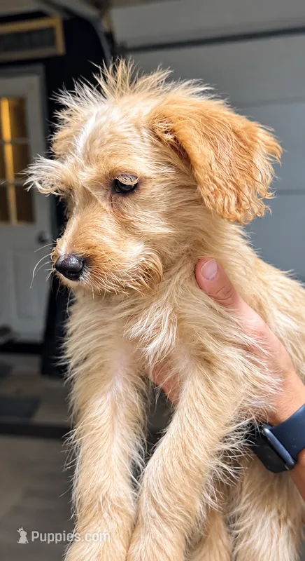 ROY - F1B – Miniature Goldendoodle puppy for sale in Shelbina, MO