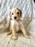 YELLOW GIRL - F1B, a female Miniature Goldendoodle for sale in Shelbina, MO – 1 of 1