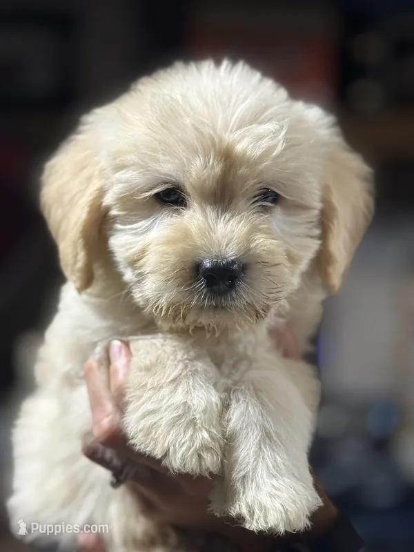 GREY BOY - F1B – Miniature Goldendoodle puppy for sale in Shelbina, MO