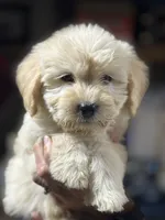 GREY BOY - F1B, a male Miniature Goldendoodle for sale in Shelbina, MO – 1 of 4