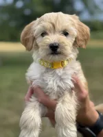 YELLOW BOY - F1B, a male Miniature Goldendoodle for sale in Shelbina, MO – 1 of 4