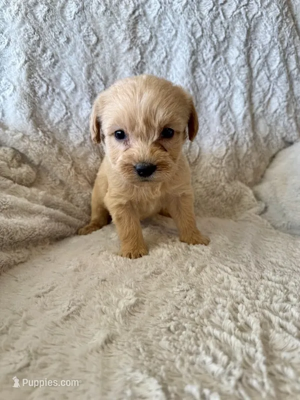 BLUE BOY - F1B – Miniature Goldendoodle puppy for sale in Shelbina, MO