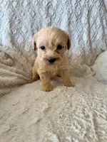 BLUE BOY - F1B, a male Miniature Goldendoodle for sale in Shelbina, MO – 1 of 1