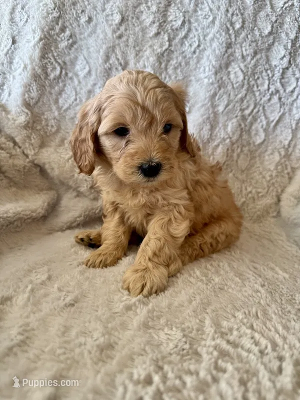BROWN BOY - F1B – Miniature Goldendoodle puppy for sale in Shelbina, MO