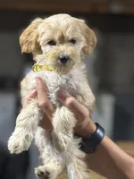 YELLOW GIRL - F1B, a female Miniature Goldendoodle for sale in Shelbina, MO – 4 of 5