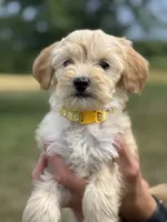 YELLOW BOY - F1B, a male Miniature Goldendoodle for sale in Shelbina, MO – 3 of 4
