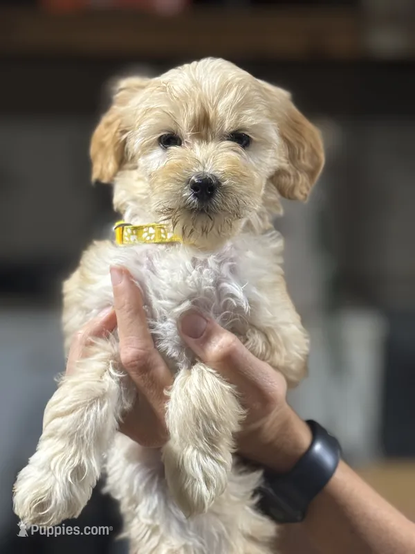 YELLOW GIRL - F1B – Miniature Goldendoodle puppy for sale in Shelbina, MO
