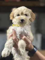 YELLOW GIRL - F1B, a female Miniature Goldendoodle for sale in Shelbina, MO – 1 of 5