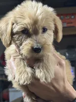 BRIGHT GREEN - F1B, a female Miniature Goldendoodle for sale in Shelbina, MO – 4 of 5