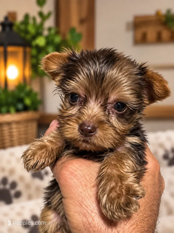 BOOMER - BOY – Yorkshire Terrier puppy for sale in Shelbina, MO