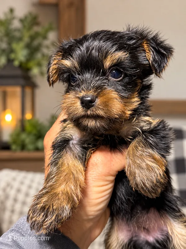 MISSY MAY - GIRL – Yorkshire Terrier puppy for sale in Shelbina, MO