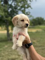 DARK GREEN, a female Miniature Goldendoodle for sale in Shelbina, MO – 4 of 6