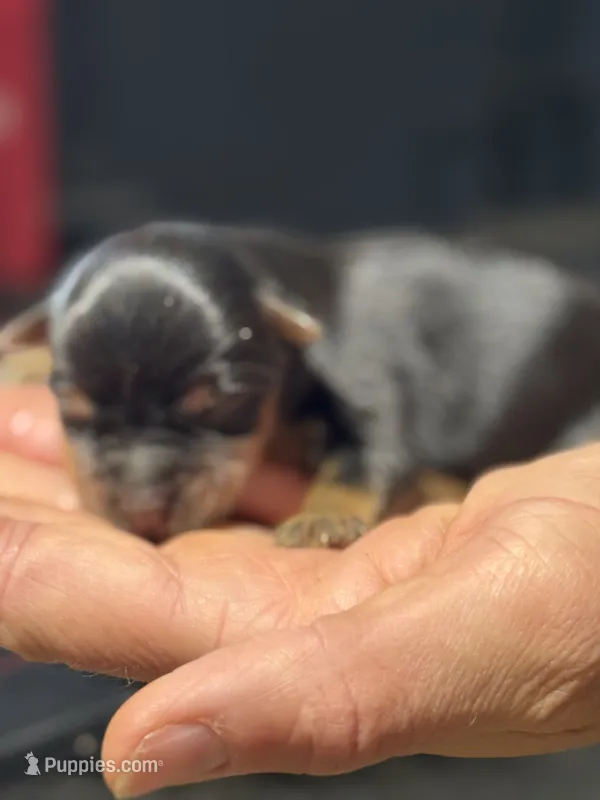 Daisy – Yorkshire Terrier puppy for sale in Shelbina, MO