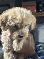BRIGHT GREEN - F1B, a female Miniature Goldendoodle for sale in Shelbina, MO – 3 of 5