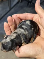 BOOMER - BOY, a male Yorkshire Terrier for sale in Shelbina, MO – 1 of 1