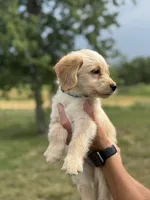 DARK GREEN, a female Miniature Goldendoodle for sale in Shelbina, MO – 2 of 6