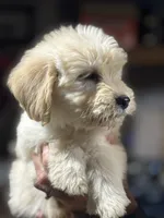 GREY BOY - F1B, a male Miniature Goldendoodle for sale in Shelbina, MO – 2 of 4