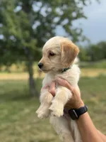DARK GREEN, a female Miniature Goldendoodle for sale in Shelbina, MO – 5 of 6