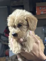 BRIGHT GREEN - F1B, a female Miniature Goldendoodle for sale in Shelbina, MO – 2 of 5