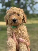 GREENIE BOY - F1B, a male Miniature Goldendoodle for sale in Shelbina, MO – 3 of 5
