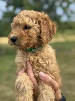 GREEN BOY - F1B, a male Miniature Goldendoodle for sale in Shelbina, MO – 1 of 5