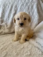 GREY BOY - F1B, a male Miniature Goldendoodle for sale in Shelbina, MO – 1 of 1
