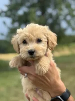 BLUE BOY - F1B, a male Miniature Goldendoodle for sale in Shelbina, MO – 2 of 3