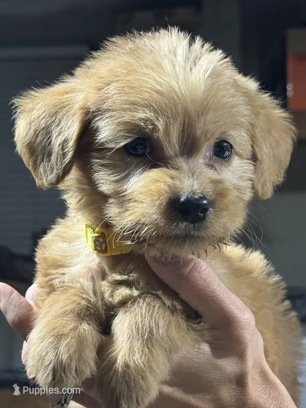 YELLOW BOY - F1B – Miniature Goldendoodle puppy for sale in Shelbina, MO