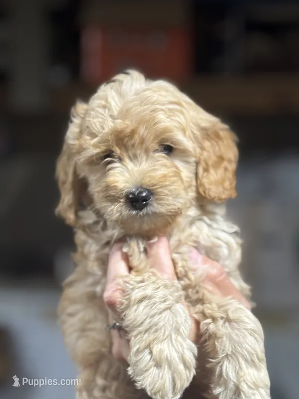 BROWN BOY - F1B – Miniature Goldendoodle puppy for sale in Shelbina, MO