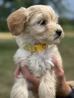 YELLOW BOY - F1B, a male Miniature Goldendoodle for sale in Shelbina, MO – 2 of 4