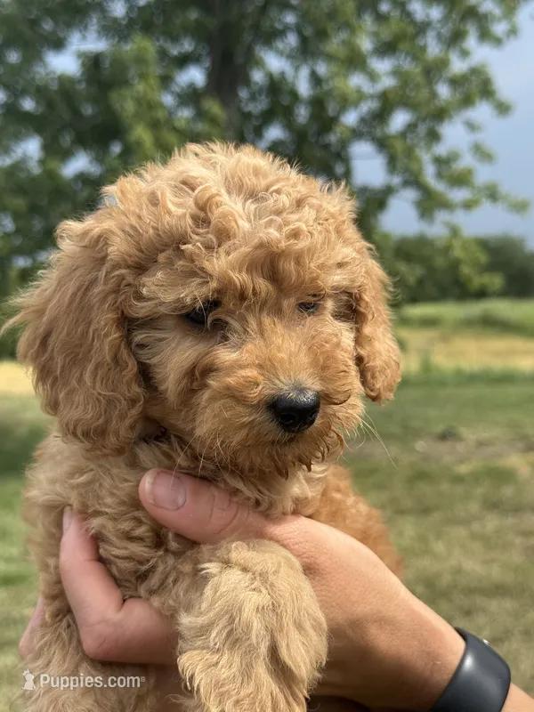 Purple F1B Girl – Miniature Goldendoodle puppy for sale in Shelbina, MO