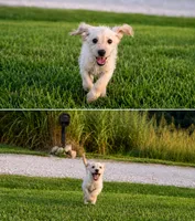 SADIE, a female Labradoodle for sale in Shelbina, MO – 1 of 3