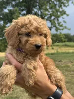 Purple F1B Girl, a female Miniature Goldendoodle for sale in Shelbina, MO – 4 of 6