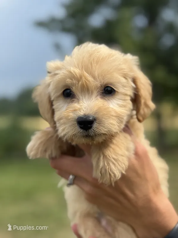 BLUE BOY - F1B – Miniature Goldendoodle puppy for sale in Shelbina, MO