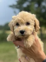 BLUE BOY - F1B, a male Miniature Goldendoodle for sale in Shelbina, MO – 1 of 3