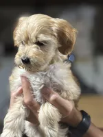 YELLOW GIRL - F1B, a female Miniature Goldendoodle for sale in Shelbina, MO – 2 of 5