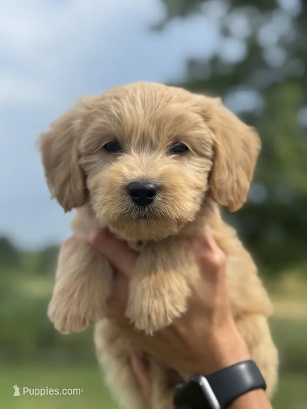 ORANGE BOY - F1B – Miniature Goldendoodle puppy for sale in Shelbina, MO