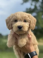 ORANGE BOY - F1B, a male Miniature Goldendoodle for sale in Shelbina, MO – 1 of 5