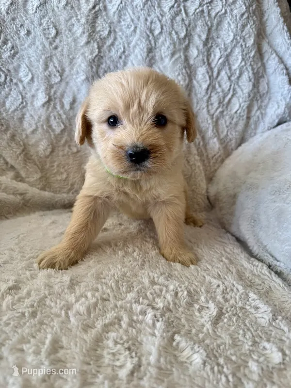 BRIGHT GREEN - F1B – Miniature Goldendoodle puppy for sale in Shelbina, MO