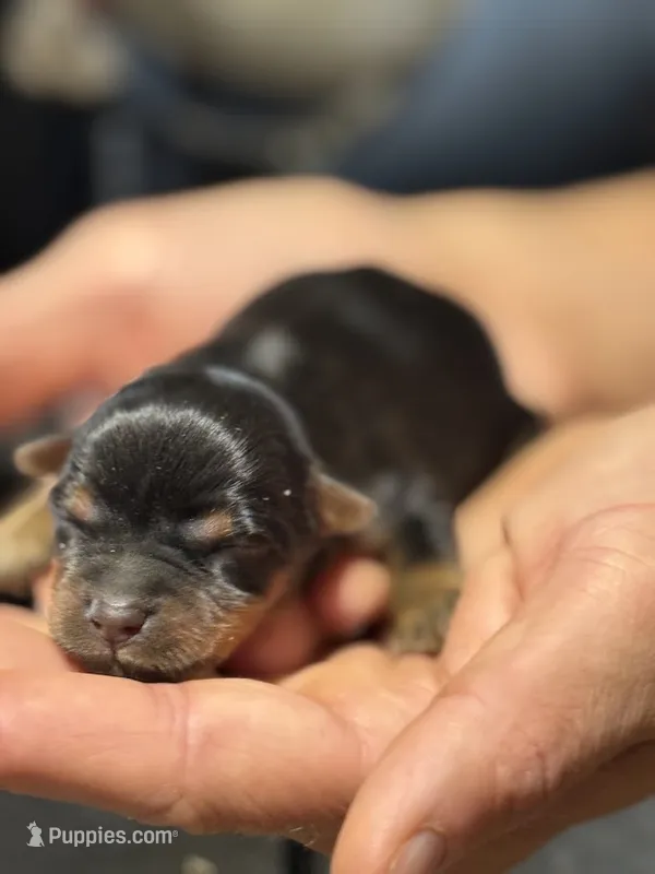 MISSY MAY - GIRL – Yorkshire Terrier puppy for sale in Shelbina, MO