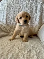 DARK GREEN, a female Miniature Goldendoodle for sale in Shelbina, MO – 1 of 1