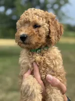 GREENIE BOY - F1B, a male Miniature Goldendoodle for sale in Shelbina, MO – 2 of 5