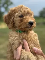 GREENIE BOY - F1B, a male Miniature Goldendoodle for sale in Shelbina, MO – 4 of 5