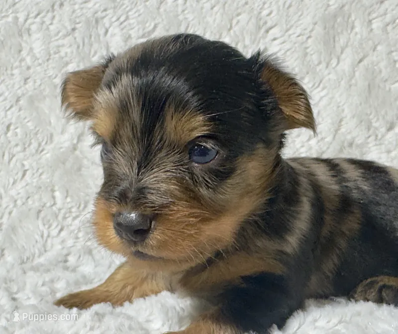 BELLA - GIRL – Yorkshire Terrier puppy for sale in Shelbina, MO